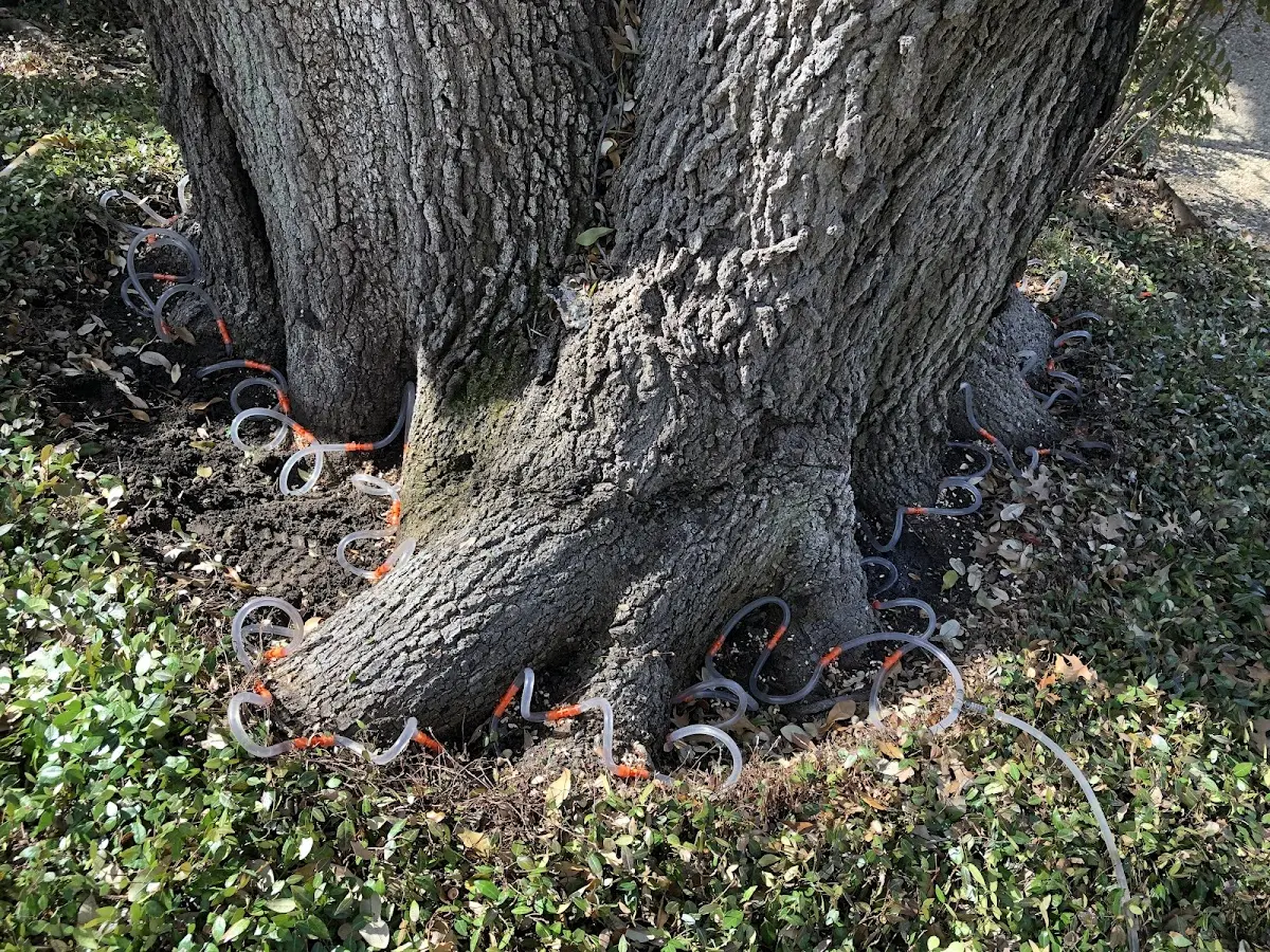 Detailed Tree Cabling and Bracing job site in Copperopolis