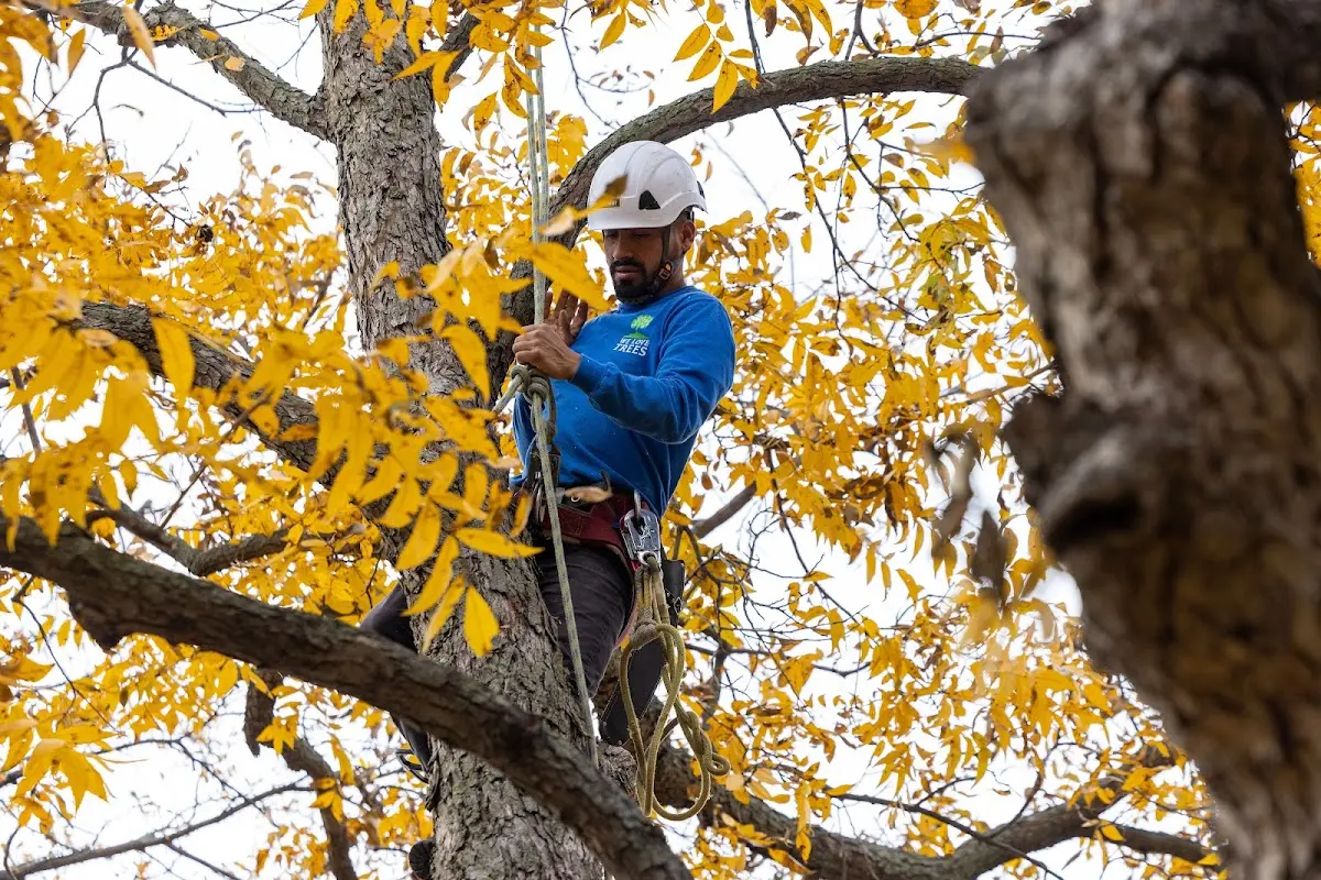 Skilled Tree Planting crew working in Copperopolis